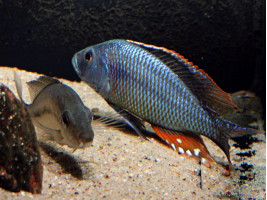 Цихліда Дімідіохроміс стригатус