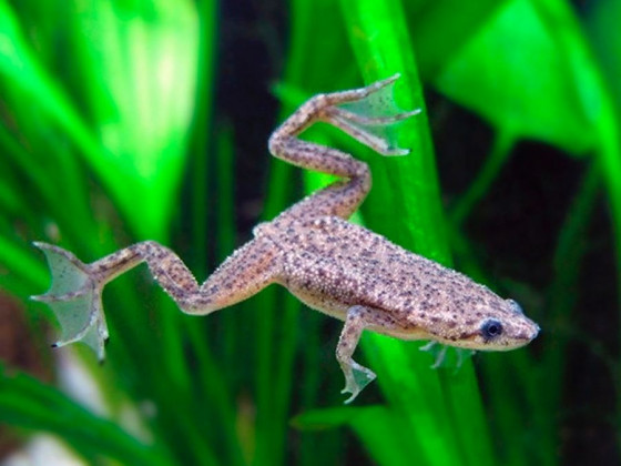 Жабка карликовая африканская