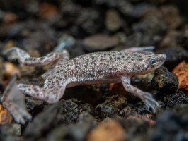 Жабка карликовая африканская