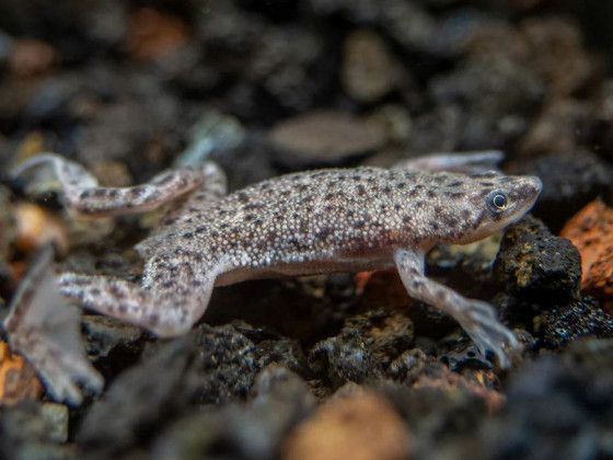 Жабка карликовая африканская