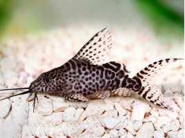 Синодонтис эуптерус