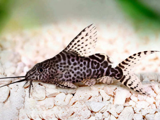 Синодонтіс еуптерус ( синодонтіс вуалєвий)