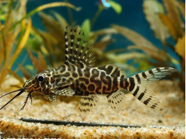 Синодонтіс еуптерус ( синодонтіс вуалєвий)