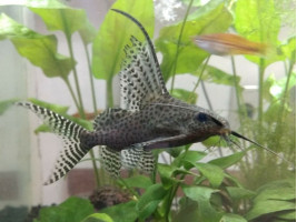 Синодонтіс еуптерус ( синодонтіс вуалєвий)