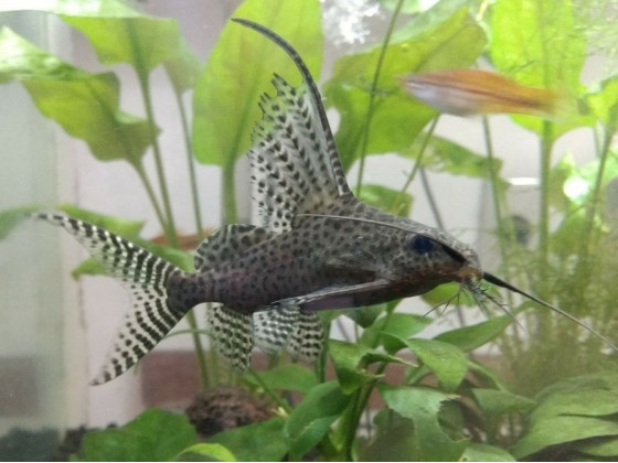 Синодонтіс еуптерус ( синодонтіс вуалєвий)