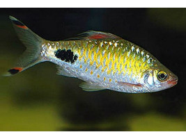 Барбус филоментоза