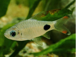 Барбус филоментоза