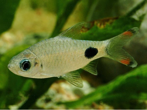 Барбус филоментоза