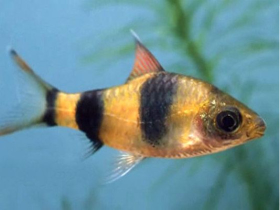 Барбус филоментоза