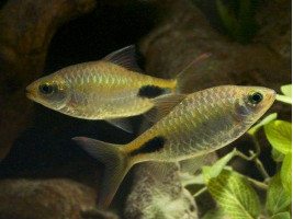Барбус филоментоза