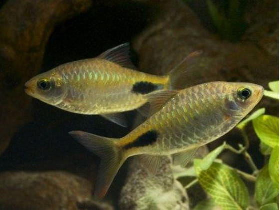 Барбус филоментоза