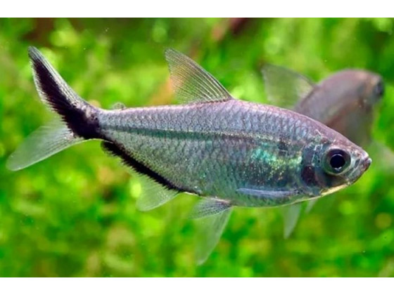 Тетра Коста