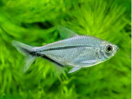 Тетра Коста