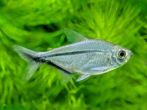 Тетра Коста