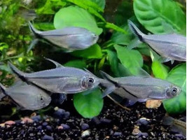 Тетра Коста