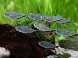 Тетра Коста