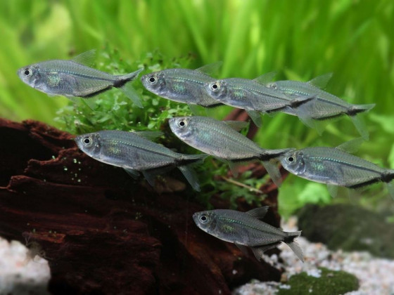 Тетра Коста