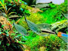 Тетра Коста