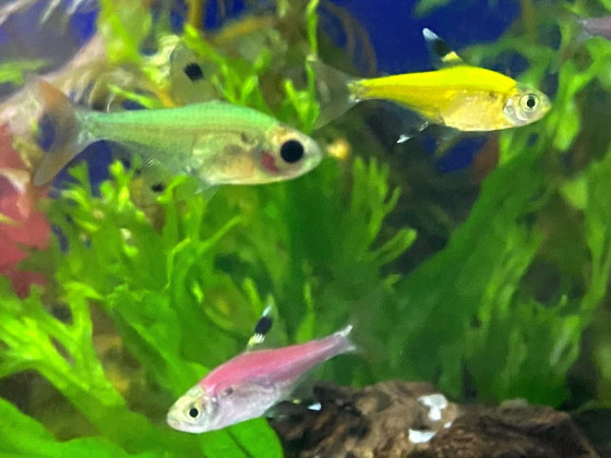 Прістела GLO