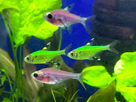 Прістела GLO