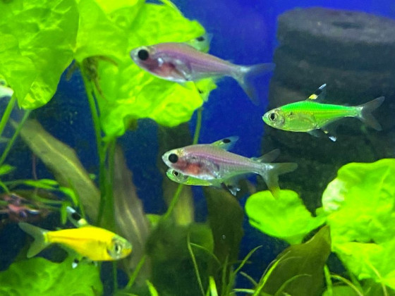 Прістела GLO