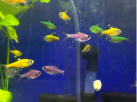 Прістела GLO