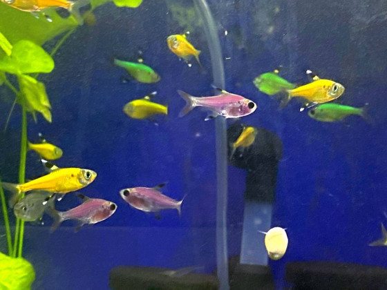 Прістела GLO