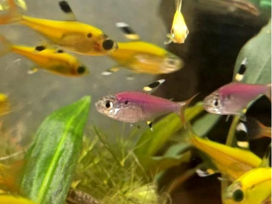 Прістела GLO