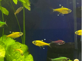 Прістела GLO