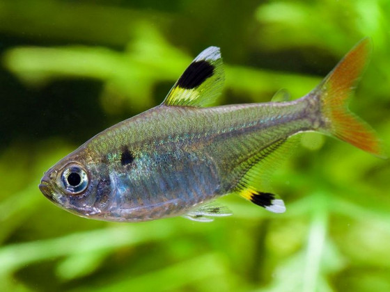 Прістела або тетра рентген або риба щігол