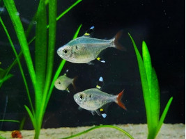 Прістела або тетра рентген або риба щігол