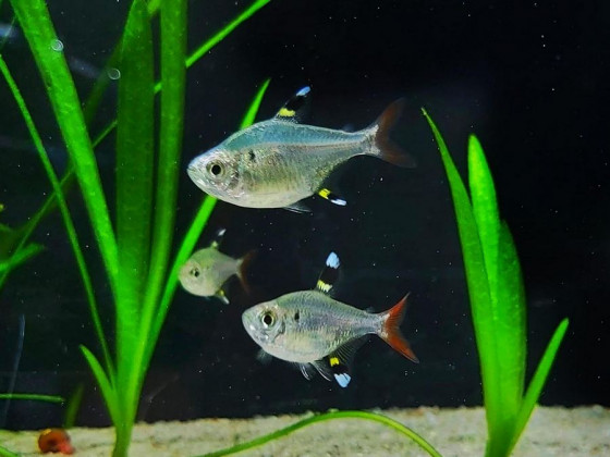 Прістела або тетра рентген або риба щігол