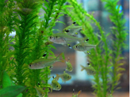 Прістела або тетра рентген або риба щігол