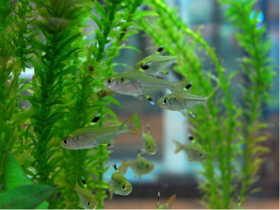 Прістела або тетра рентген або риба щігол