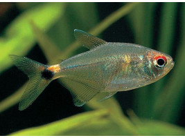 Тетра фонарик