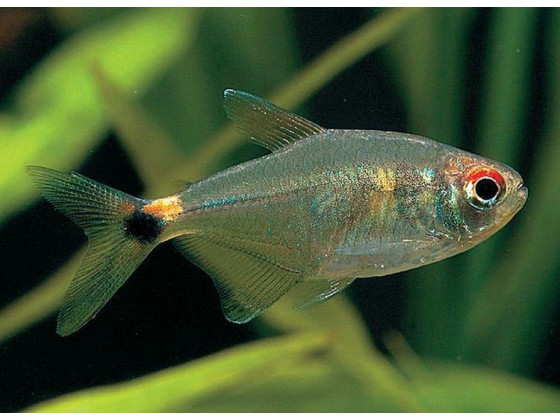 Тетра ліхтарик