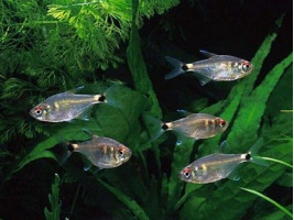 Тетра ліхтарик