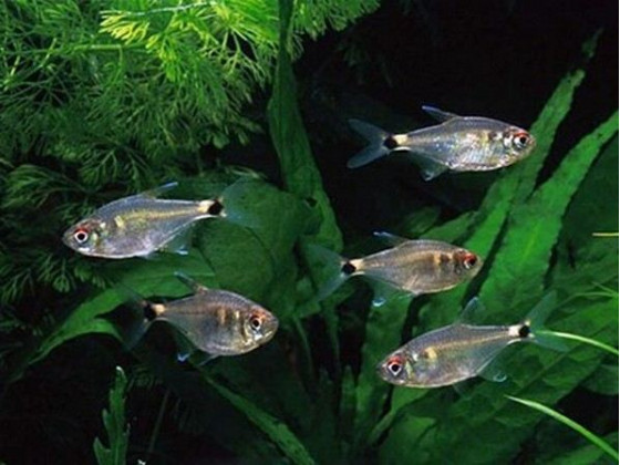 Тетра ліхтарик