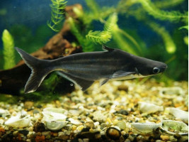 Пангасіус сом