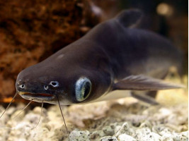 Пангасіус сом