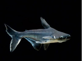 Пангасиус сом взрослый