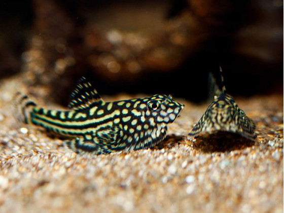 Псевдоскат севілья дорослий