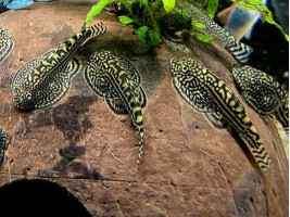 Псевдоскат севілья дорослий