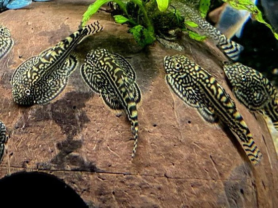 Псевдоскат севілья дорослий