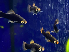 Меченосець чорний