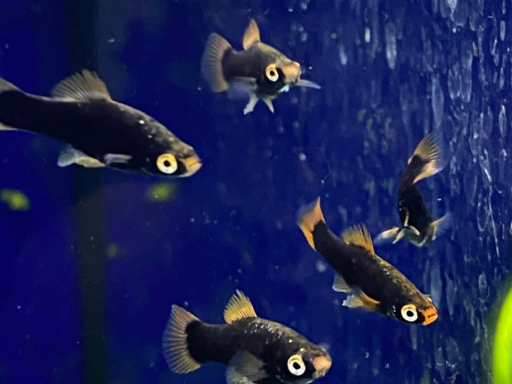 Меченосець чорний