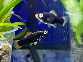 Меченосець чорний