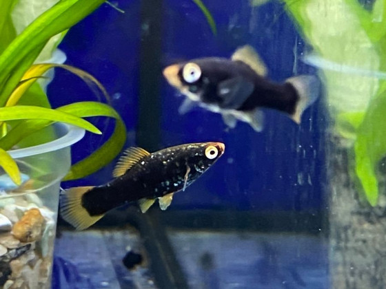 Меченосець чорний