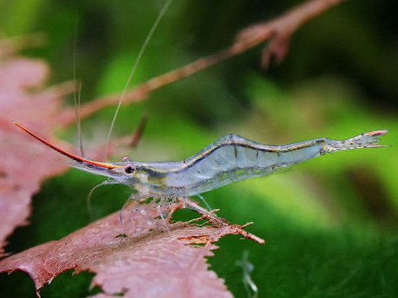 Креветка Піноккіо або креветка-носоріг