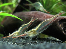 Креветка Піноккіо або креветка-носоріг